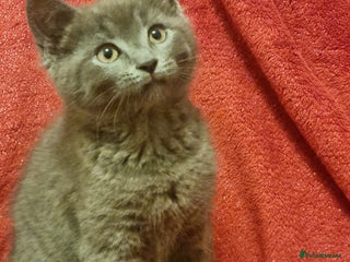 Scottish Fold cats Beautiful Scottishsh fold kittens - Advert 17