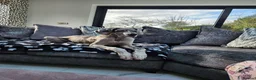 Great Dane dogs for sale: 8 mth old merle great dane girl in York - Advert 3