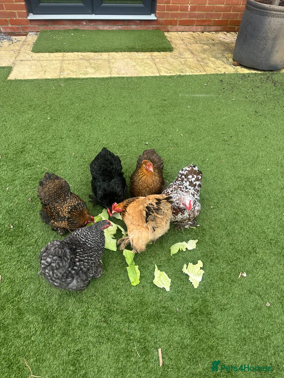Chickens poultry for sale: 9 Batam Pekins  - Advert 2