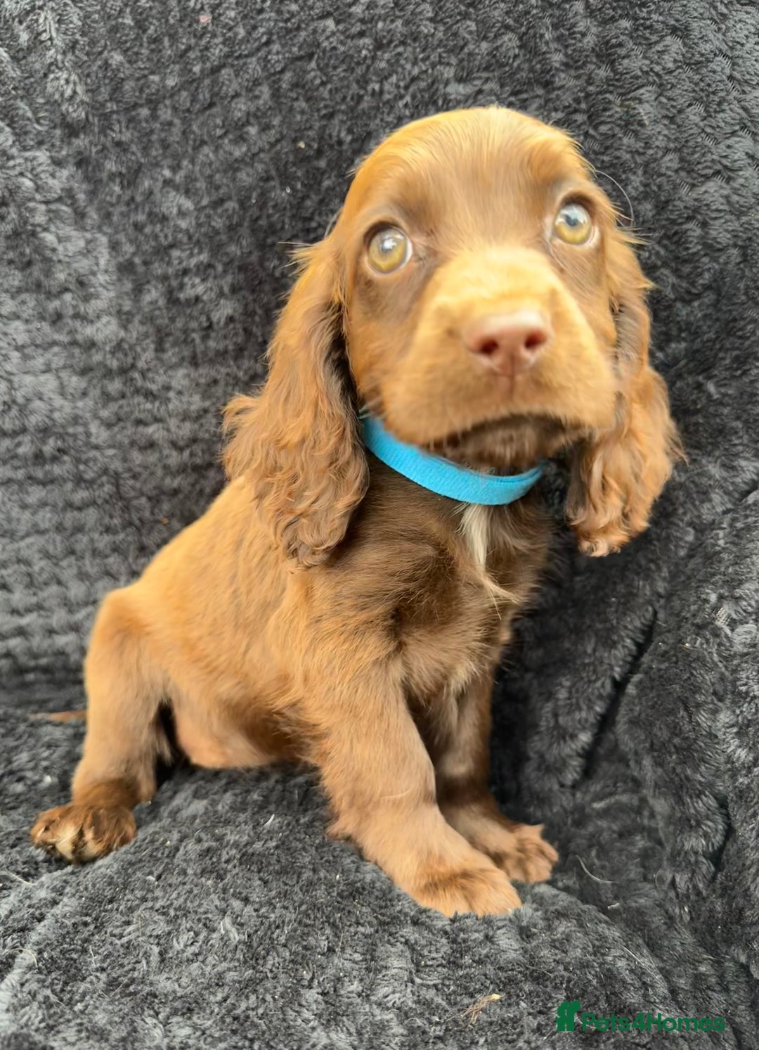 Cocker Spaniel dogs for sale: Beautiful Female Cocker Spaniel Puppies  - Image 4
