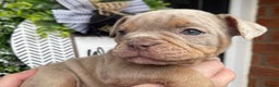 Olde English Bulldogge dogs for sale: Olde English Bulldogs - Advert 27