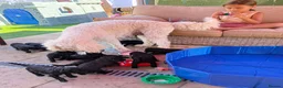 Goldendoodle dogs for sale: F1b Standard Goldendoodle Puppies blue/black - Advert 9