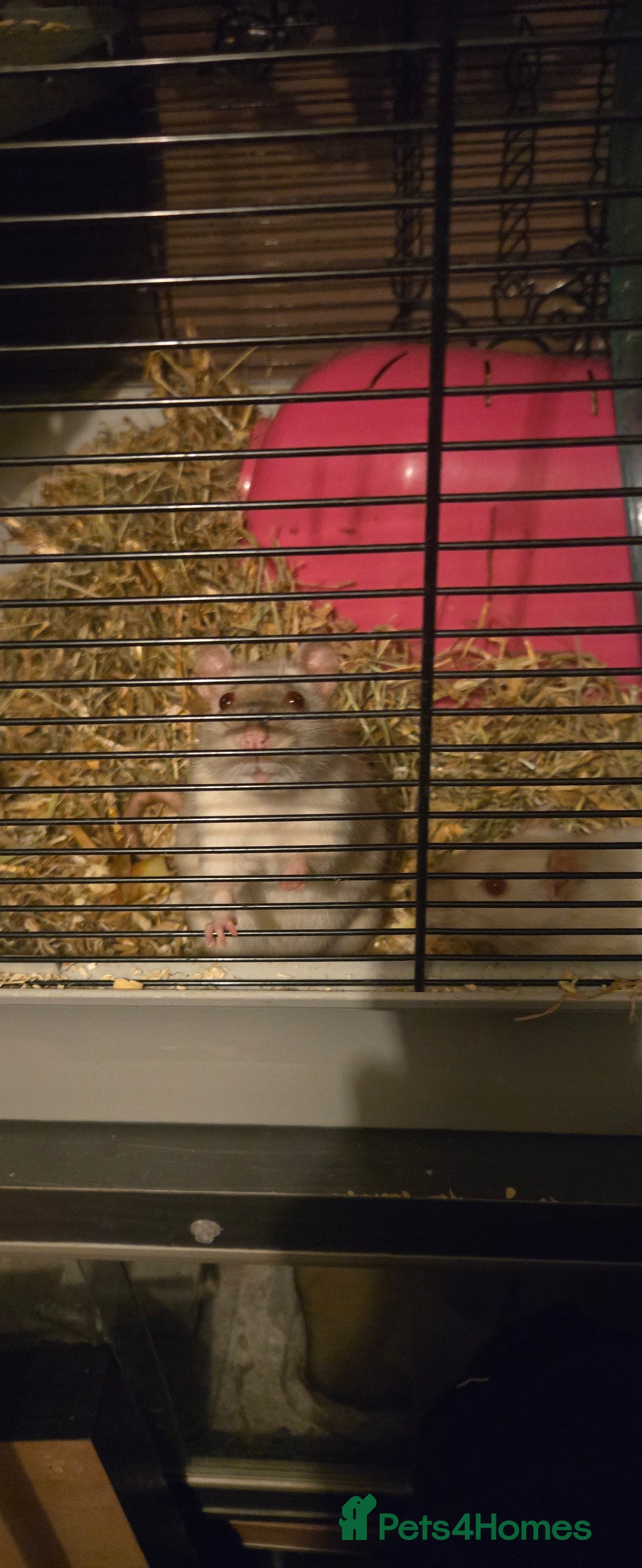 Rat rodents for sale: 2 female rats - Advert 1