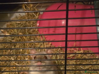 Rat rodents 2 female rats - Advert 1