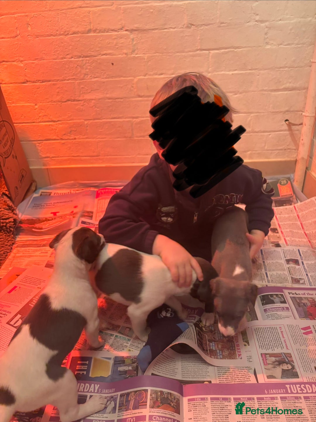 Whippet dogs for sale: Wonderful whippets  - Advert 5