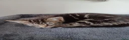 Mixed Breed cats for sale: Beautiful kittens looking for their forever homes  - Advert 4