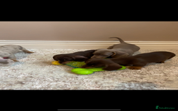 Miniature Dachshund dogs for sale: KC Registered Miniature Dachshund - 2 Boys Left! - Image 34