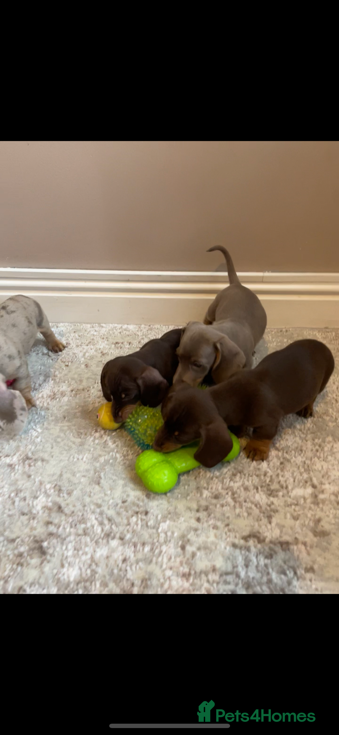 Miniature Dachshund dogs for sale: KC Registered Miniature Dachshund - 2 Boys Left! - Image 34
