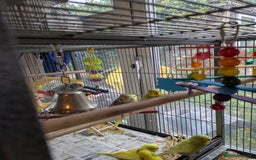 Budgerigars birds for sale: Beautiful baby budgies  - Image 12