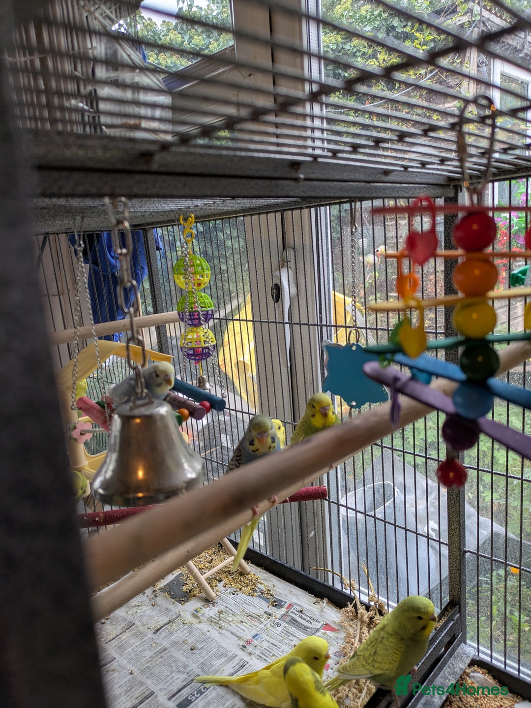 Budgerigars birds for sale: Beautiful baby budgies  - Image 12