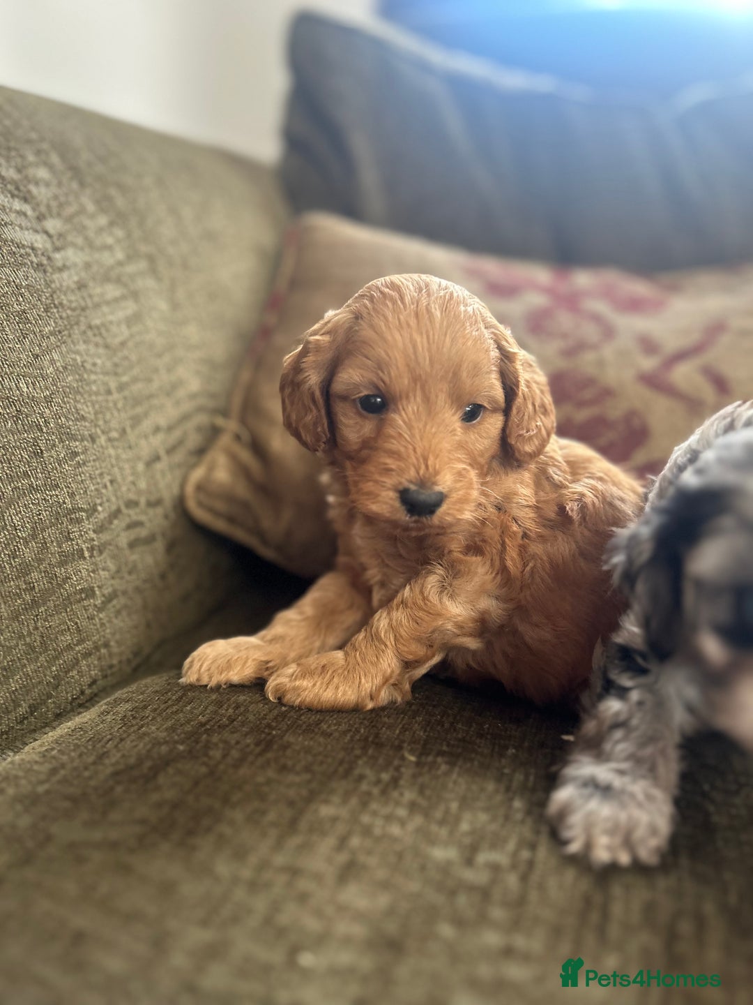 Cavapoo dogs for sale: Cavapoo puppies - Image 6