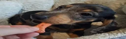 Miniature Dachshund dogs for sale: Stunning Dachshund pups *Ready now* - Advert 35