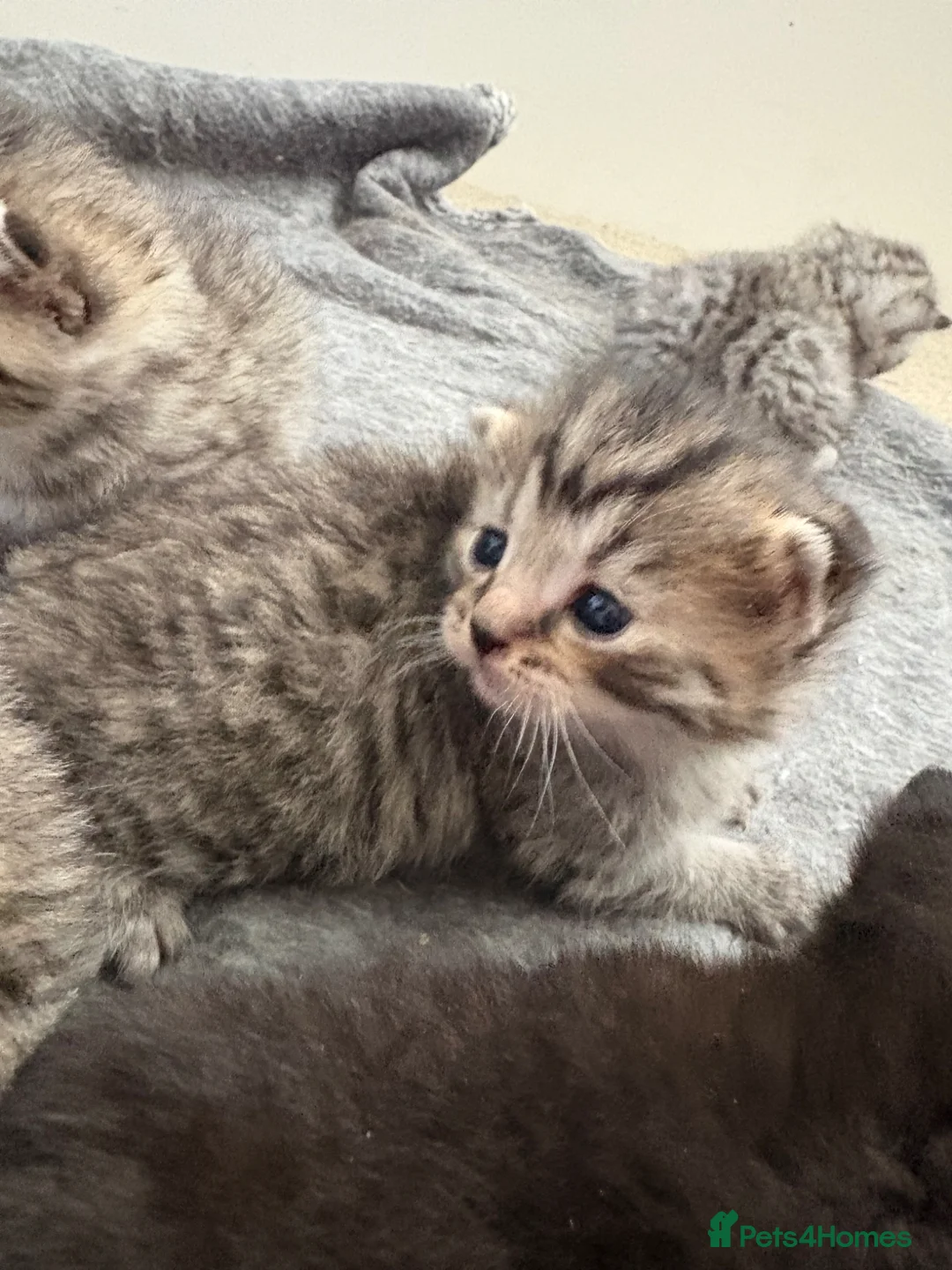 Mixed Breed cats for sale: 5 beautiful kittens looking for forever home - Advert 1