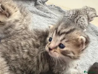 Mixed Breed cats 5 beautiful kittens looking for forever home - Advert 2