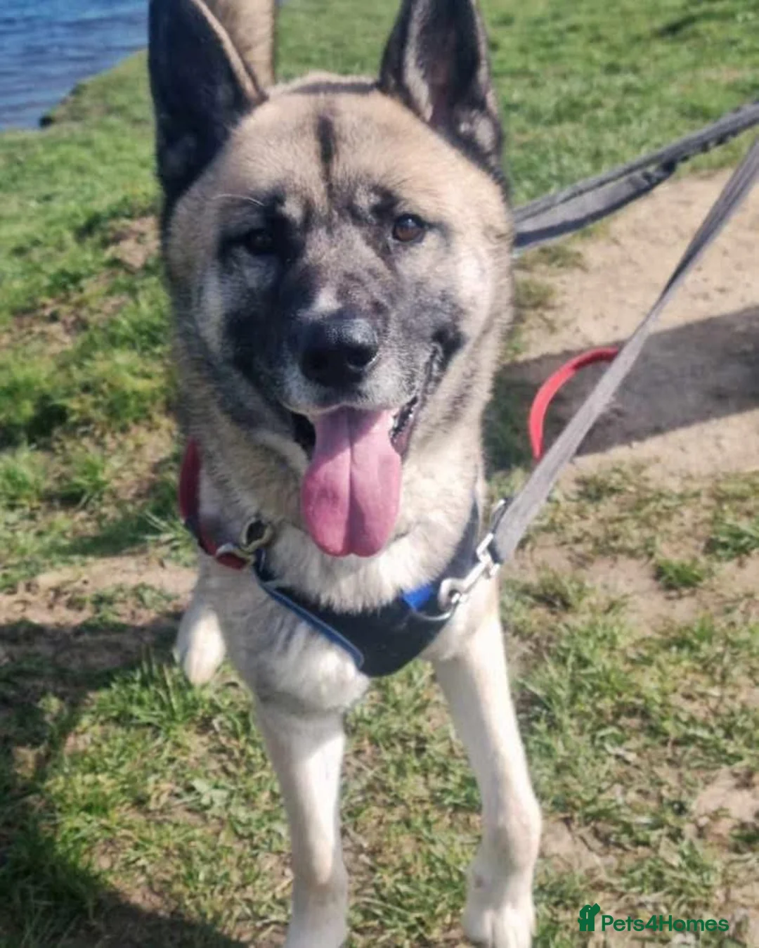 Mixed Breed dogs for adoption: Bruce, gentle crossbreed in need of new home - Advert 3