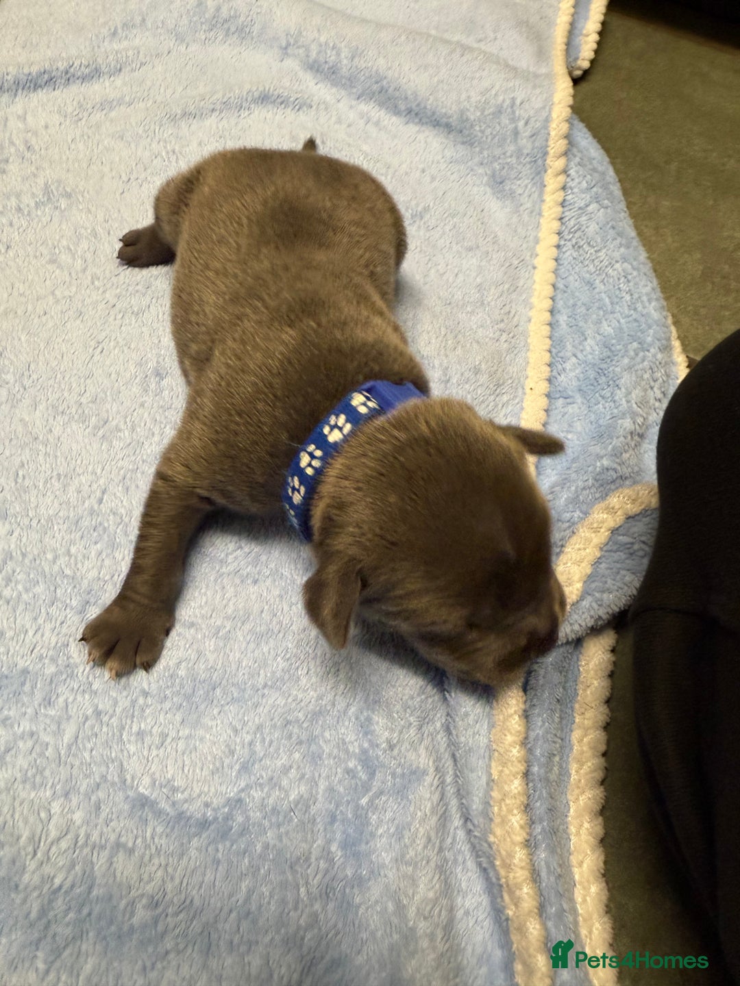 Staffordshire Bull Terrier dogs for sale: Blue Staffordshire bull terrier staffy  - Advert 12