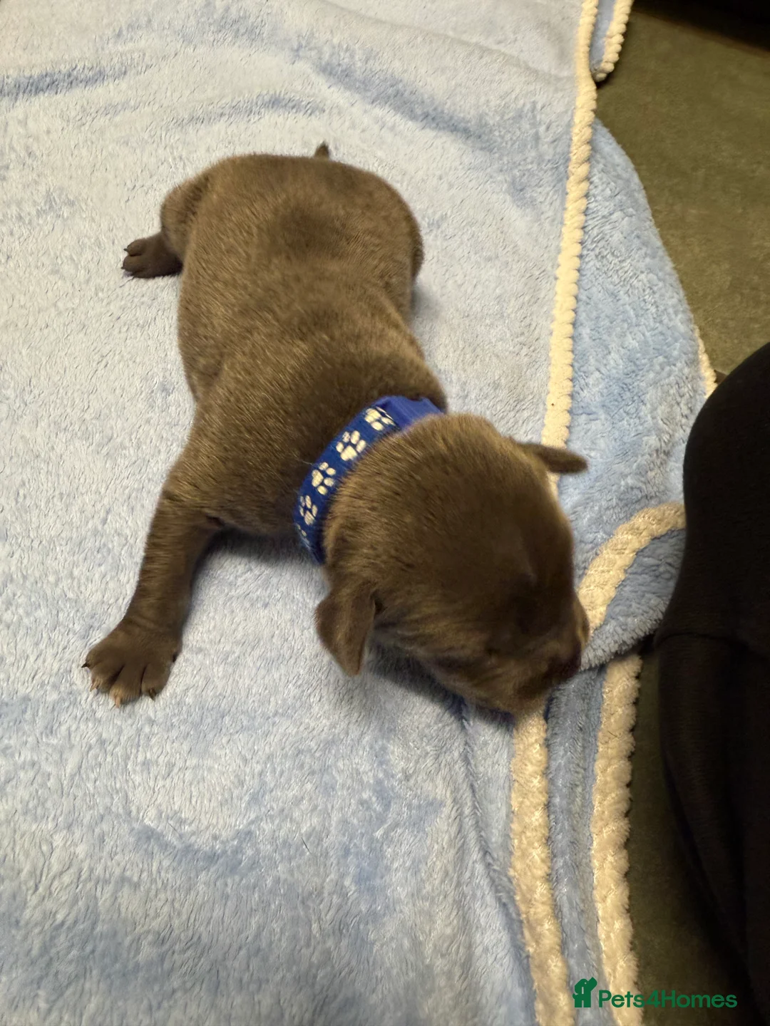 Staffordshire Bull Terrier dogs for sale: 1 female  Blue Staffordshire bull terrier staffy - Advert 20