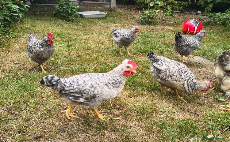 Chickens poultry - Advert 2