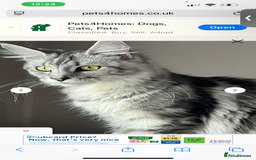 Maine Coon cats for sale: Smokey Mainecoon female  - Image 4