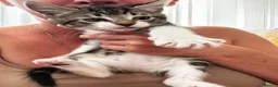 Mixed Breed cats for sale: Healthy and playful kittens for good homes in Chichester - Advert 10