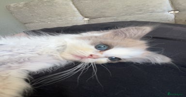 Ragdoll cats - Advert 1