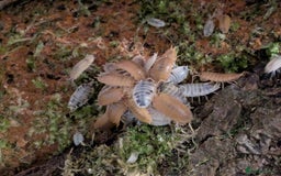 Mixed Breed invertebrates for sale: Isopods clean up crew  - Image 1