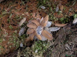 Mixed Breed invertebrates Isopods for sale! Pets and clean up crew - Advert 1