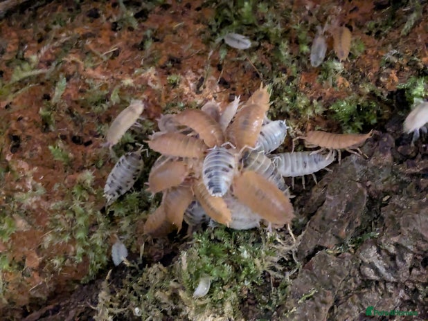 Mixed Breed invertebrates Isopods clean up crew - Advert 6