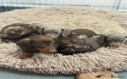 Miniature Dachshund dogs for sale: 5⭐️ Licensed breeder. Kc registered mini dachshund - Image 4