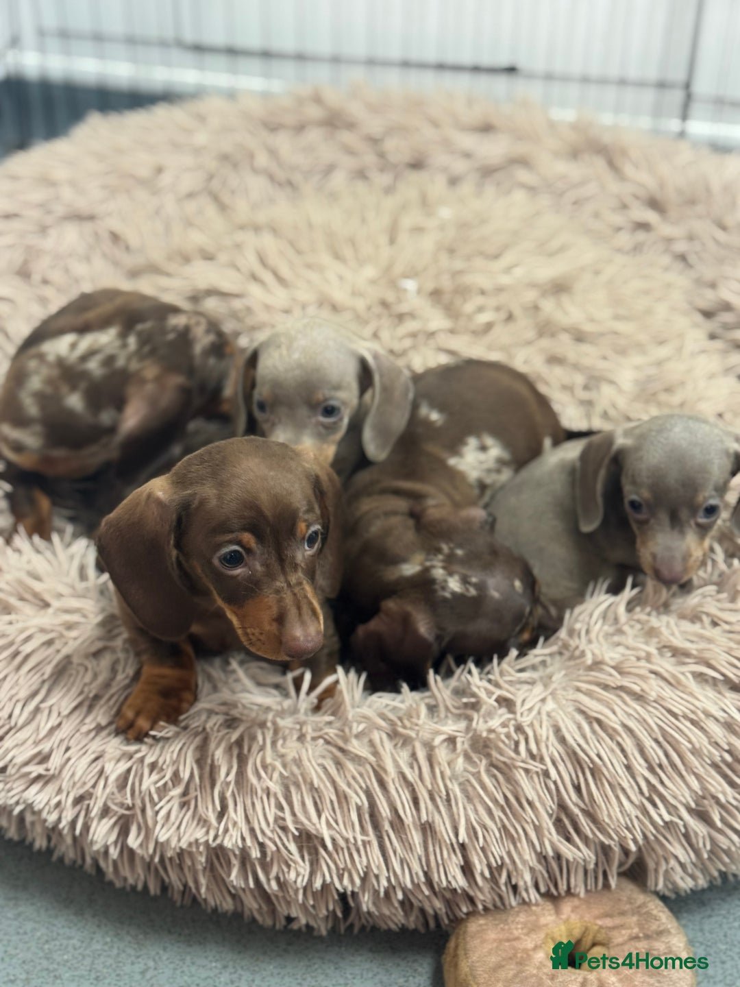 Miniature Dachshund dogs for sale: 5⭐️ Licensed breeder. Kc registered mini dachshund - Image 4
