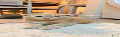 Scottish Fold 2