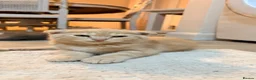 Scottish Fold cats for sale: Scottish fold ragdoll  - Advert 5