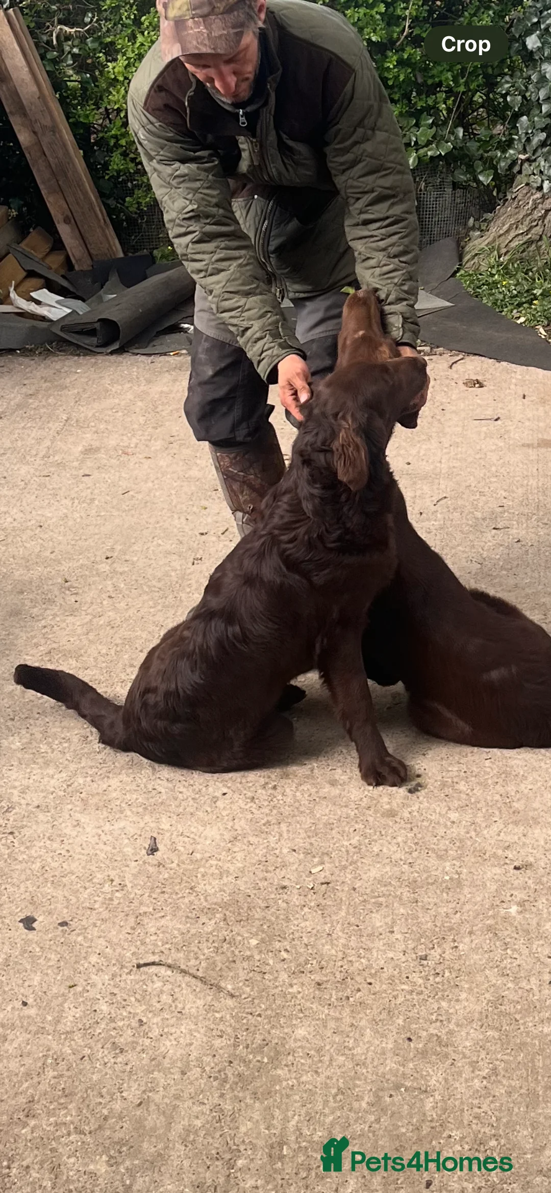 Flat coated Retriever dogs for sale: 16 months old , liver bitch  - Advert 2
