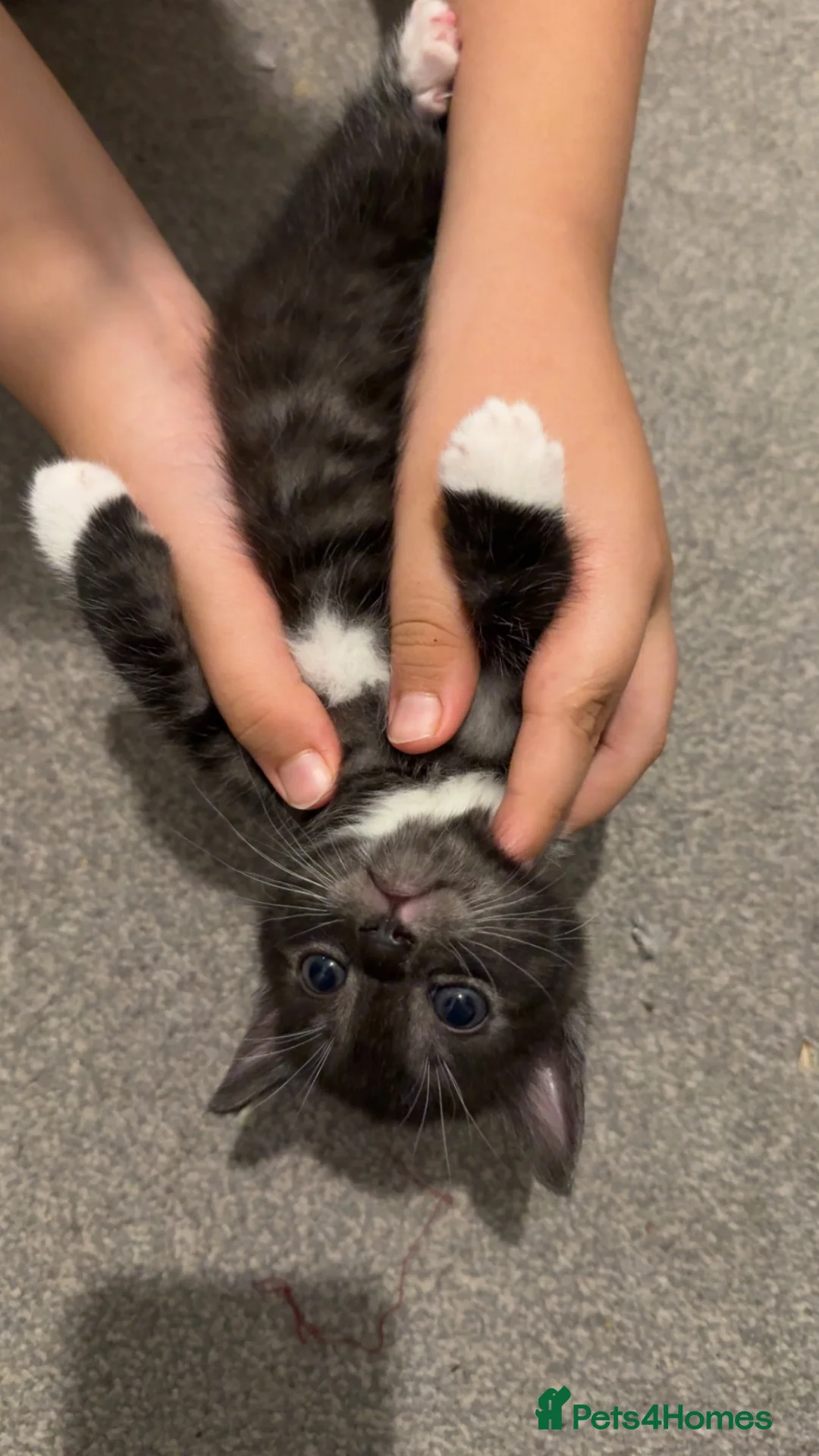 Mixed Breed cats for sale: Mixed breed kitten  - Advert 2