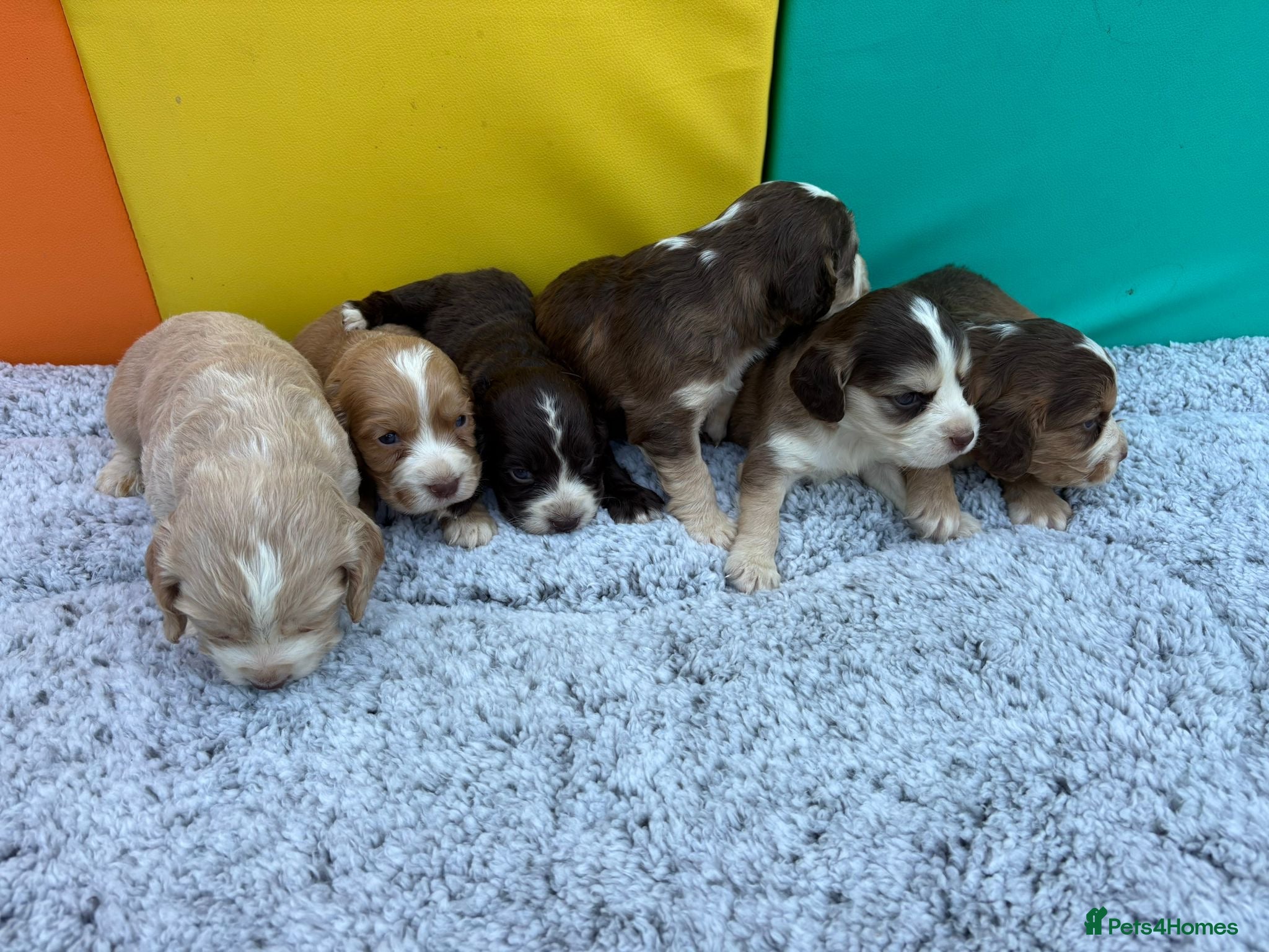 Cocker Spaniel dogs for sale: Cocker spaniel puppies - Advert 8