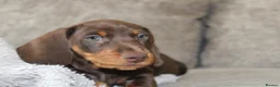 Miniature Dachshund dogs for sale: Miniature Dachshund puppies  - Advert 16