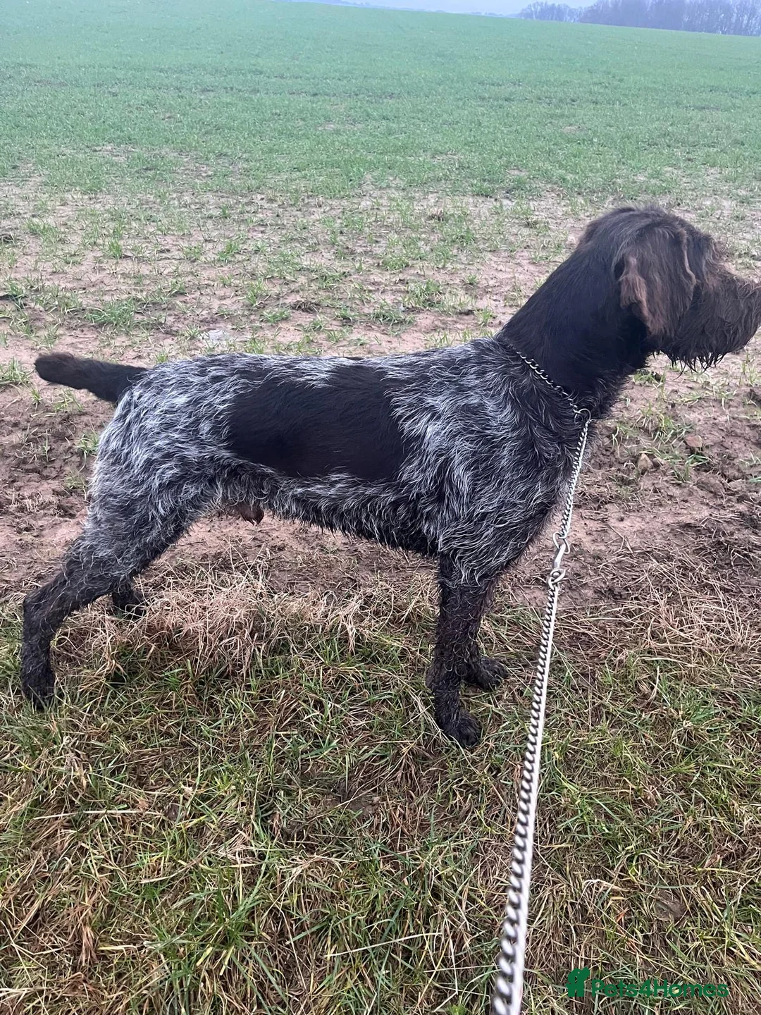 German Wirehaired Pointer dogs for sale: German wirehaired  pointer pups - Advert 8