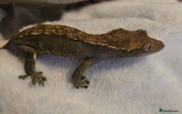 Gecko reptiles for sale: Proven Harlequin Female  - Image 6
