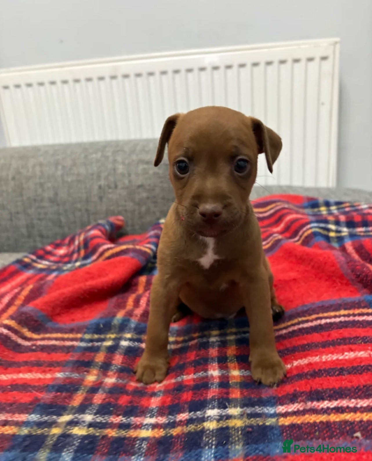 Patterdale Terrier dogs Patterdale terrier pups  - Advert 1