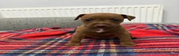 Patterdale Terrier dogs for sale: Patterdale terrier pups  - Advert 1