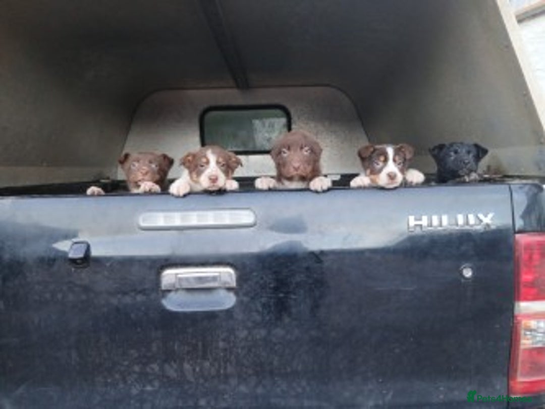 Mixed Breed dogs for sale: brown collie puppies (1 black) - Advert 7