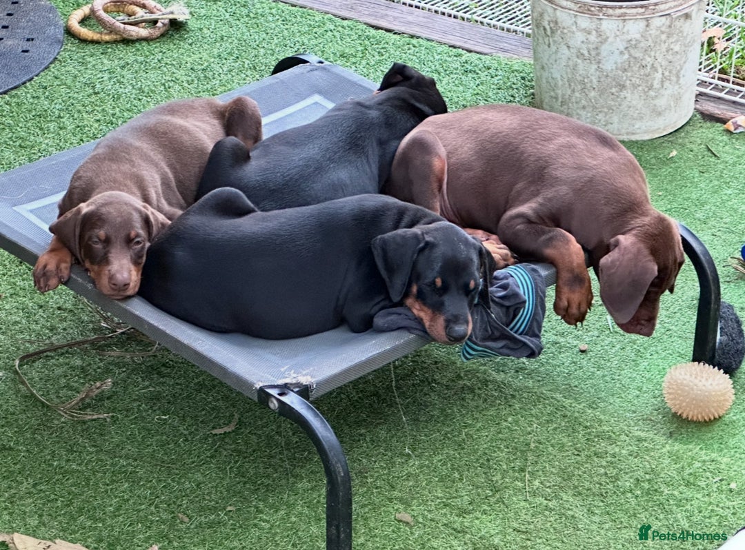 Dobermann dogs for sale: DOBERMAN PUREBREED PUPPIES - Males and Females - Image 2
