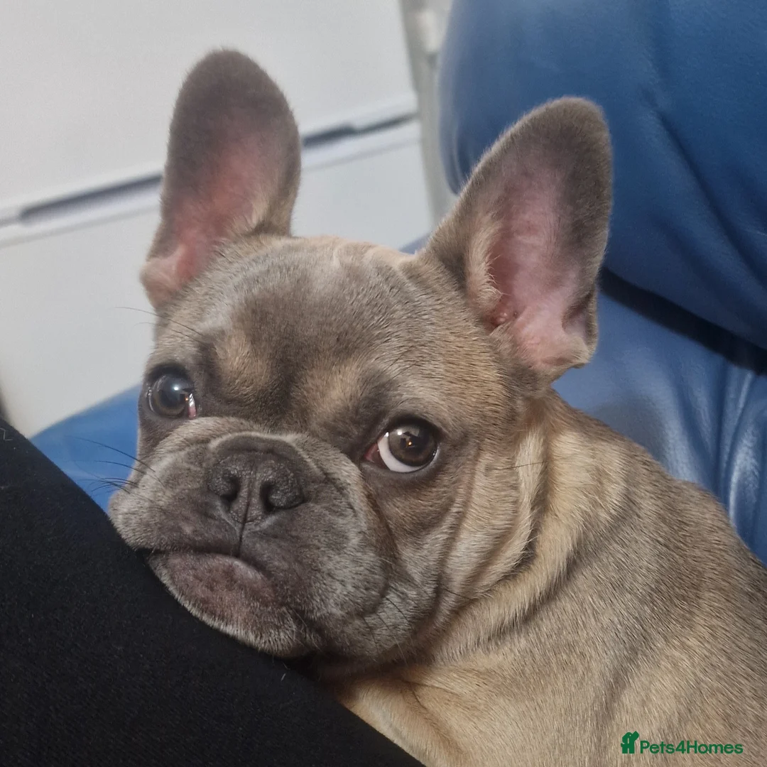 French Bulldog dogs for sale: French Bulldog Puppy – Frankie – 6 Months Old - Advert 2