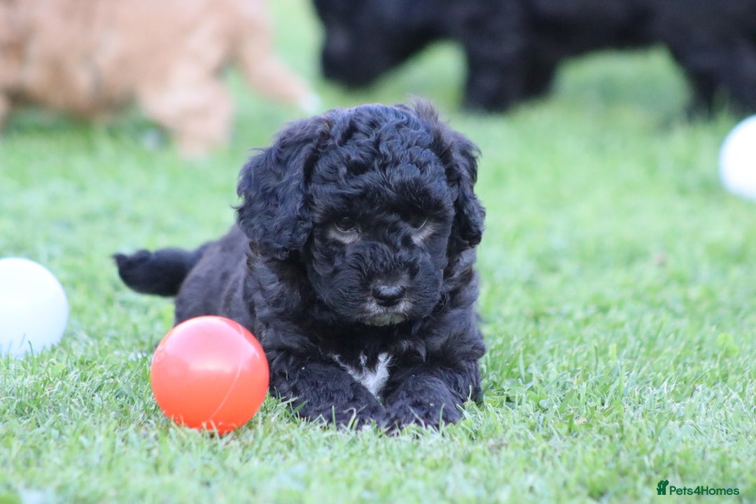 Cavapoochon dogs for sale: Cavapoochon puppies for sale - Image 12