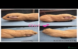 Guinea Pig rodents for sale: only 10 girls left Funky&smooth Guinea pigs - Image 3