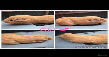 Guinea Pig rodents - Advert 5