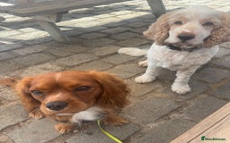 Cavalier King Charles Spaniel dogs for sale: Cavalier King Charles spaniel  - Image 4