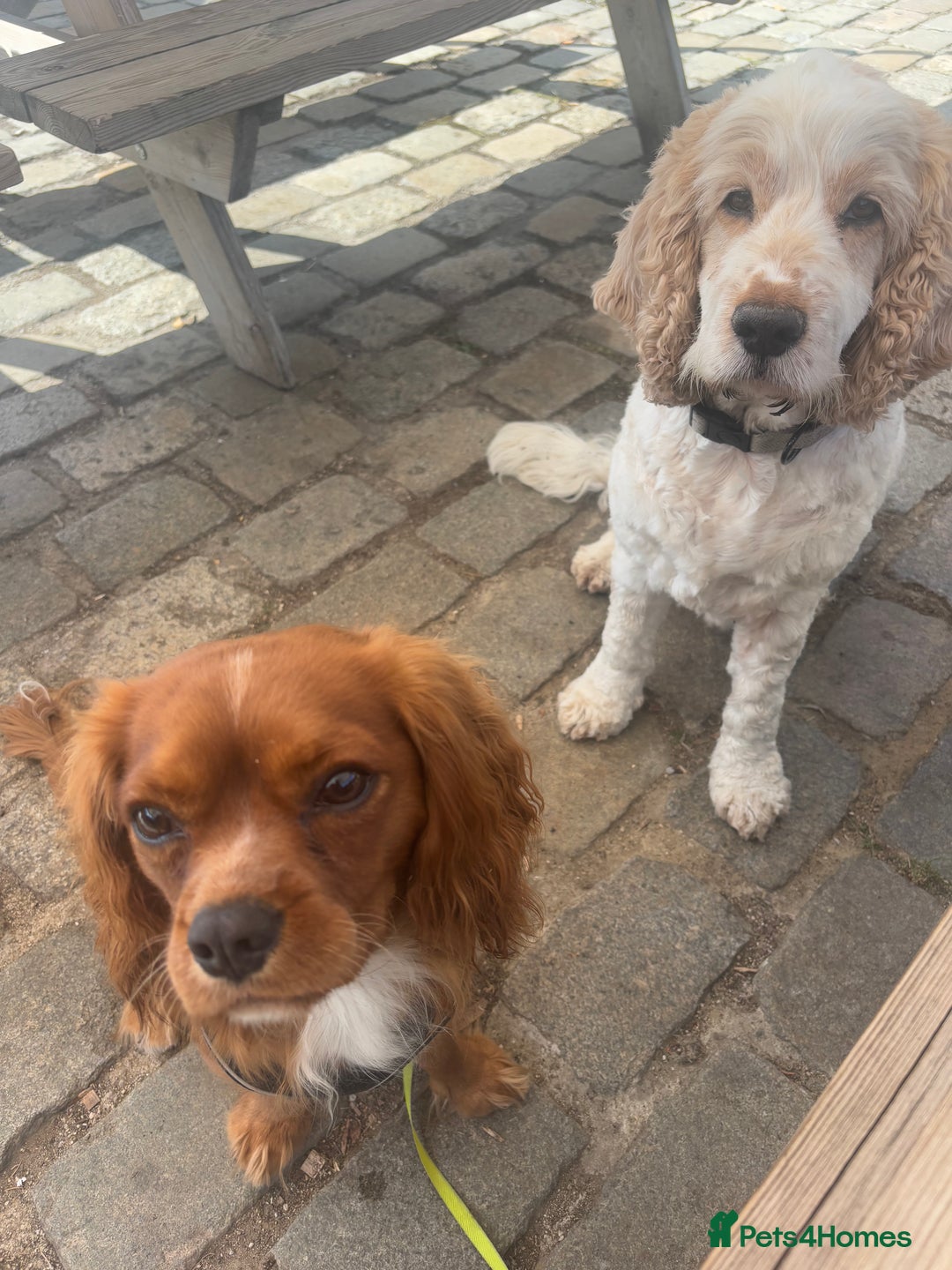 Cavalier King Charles Spaniel dogs for sale: Cavalier King Charles spaniel  - Image 4