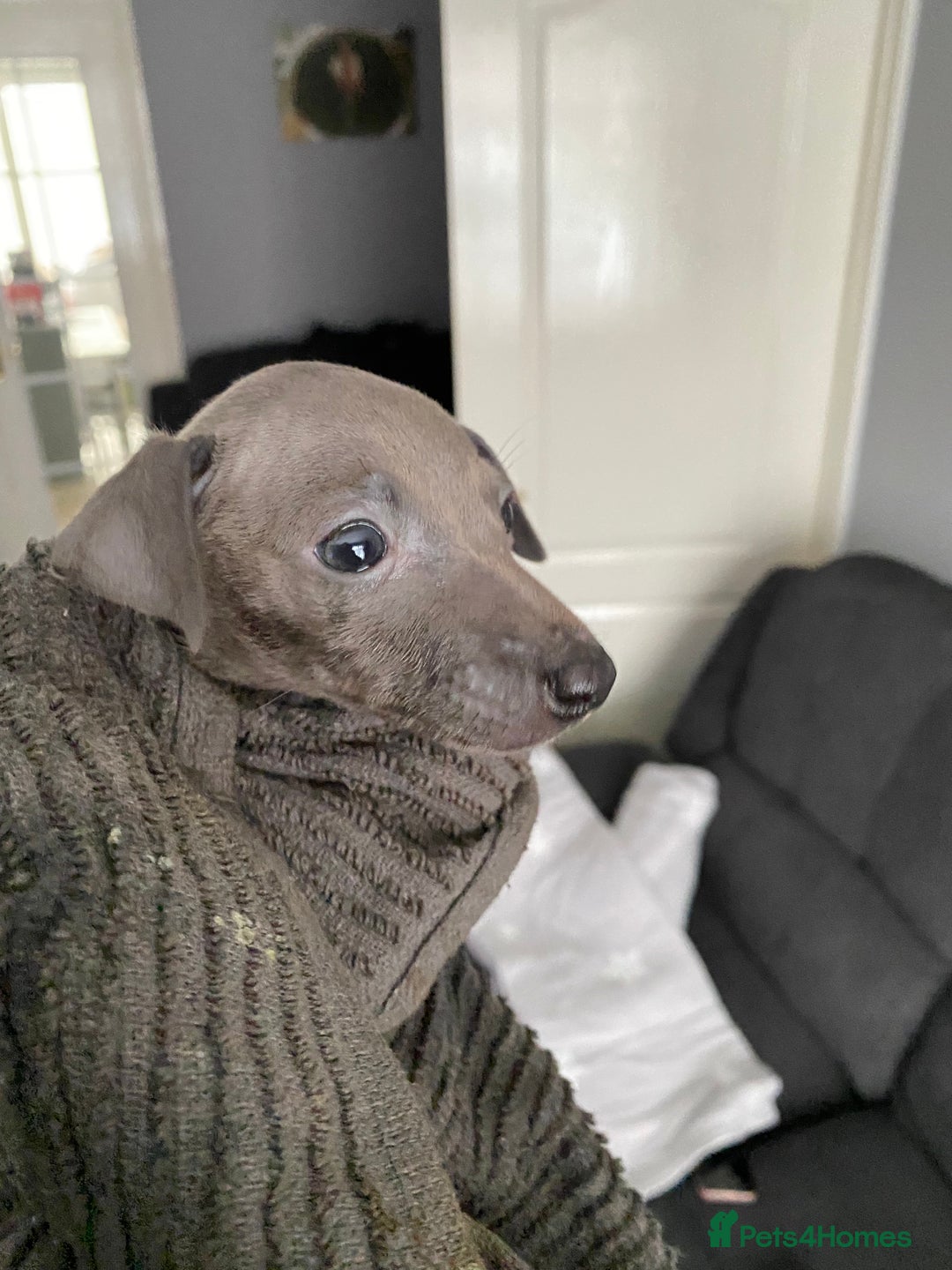 Italian Greyhound dogs for sale: X4 blue Italian greyhound dogs for sale  - Image 3
