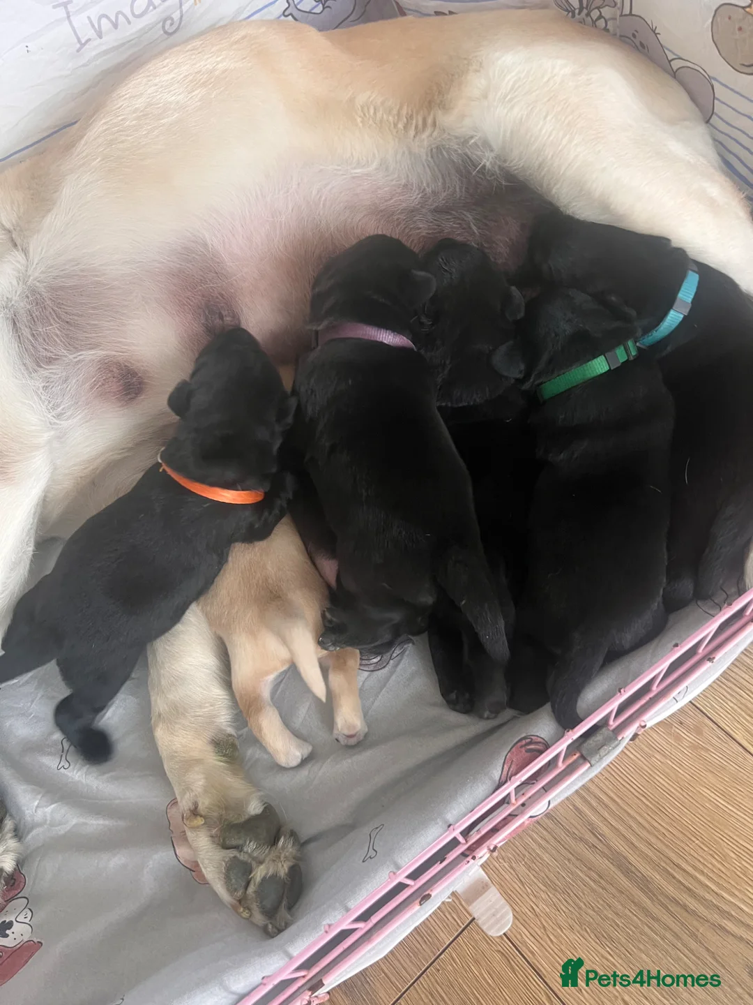 Labrador Retriever dogs for sale: Beautiful Lab puppies looking their forever homes! - Advert 11
